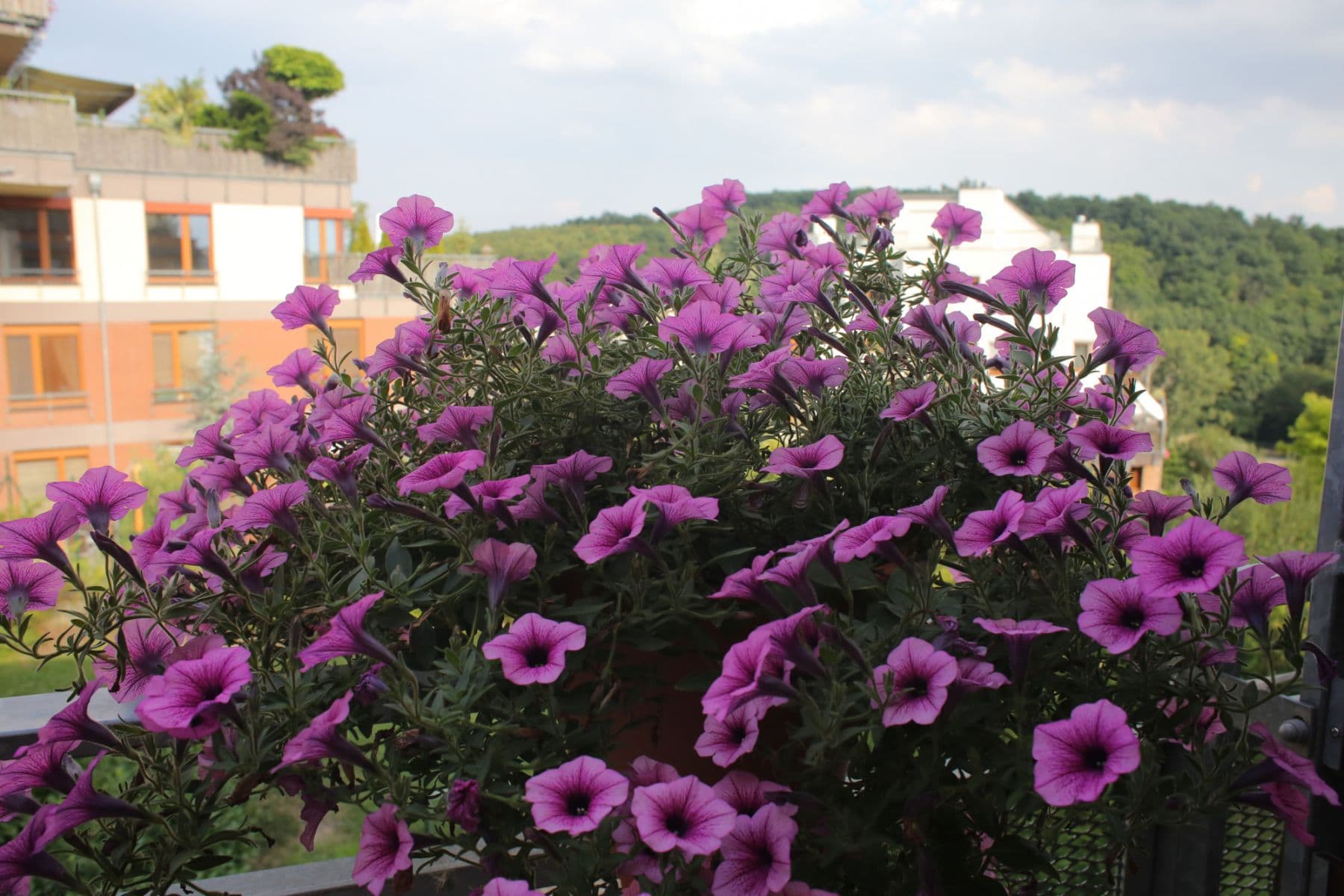flat to rent, 30 m², Jeřabinová, Prague, Prague