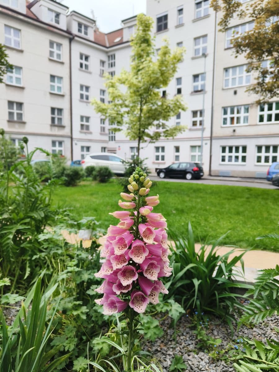 flat to rent, 28 m², Branická, Prague, Prague