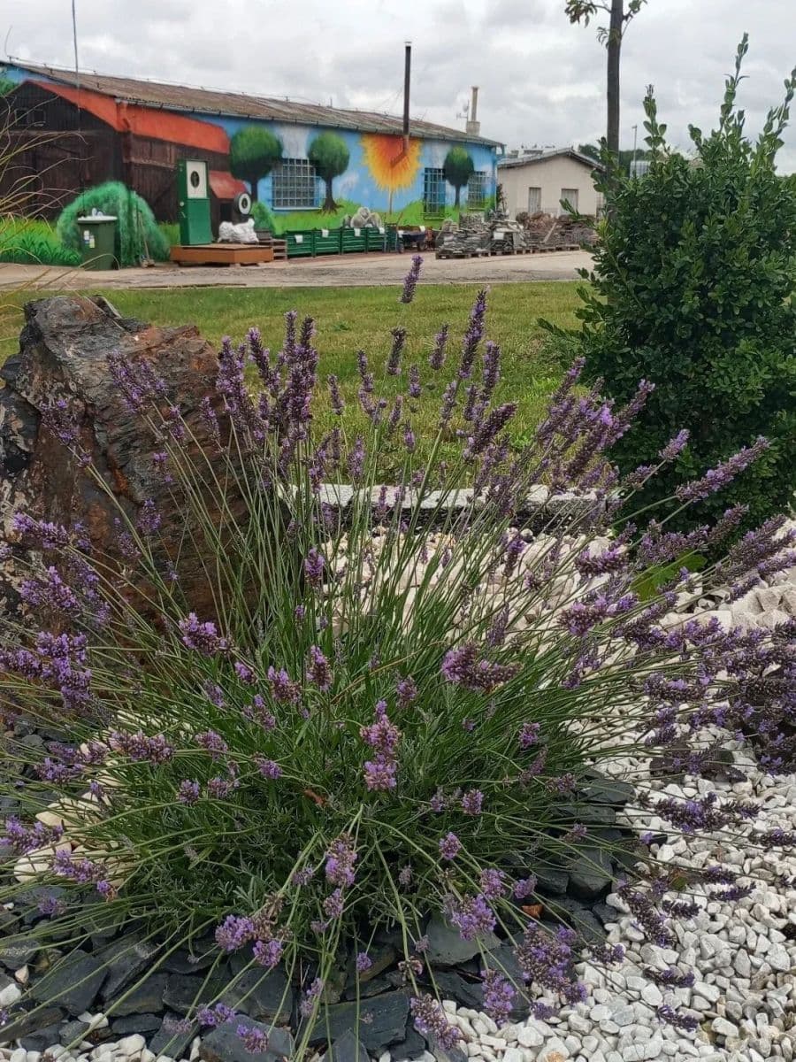 plot to rent, 20,000 m², Říčany, Středočeský Region plot to rent, 20,000 m², Říčany, Středočeský Region