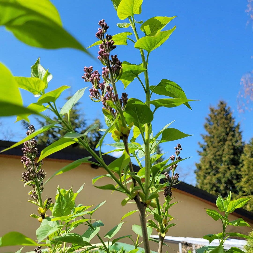 house for sale, 162 m², Berlin, Berlin house for sale, 162 m², Berlin, Berlin