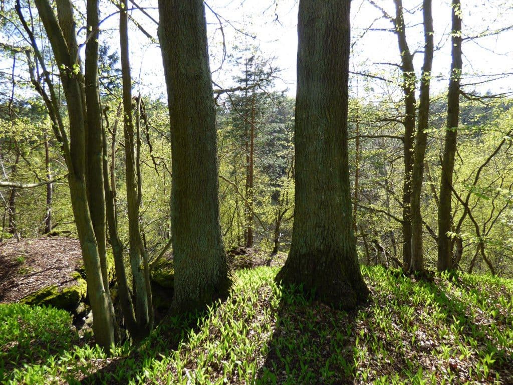 plot for sale, 7,636 m², Dobřeň, Středočeský Region plot for sale, 7,636 m², Dobřeň, Středočeský Region