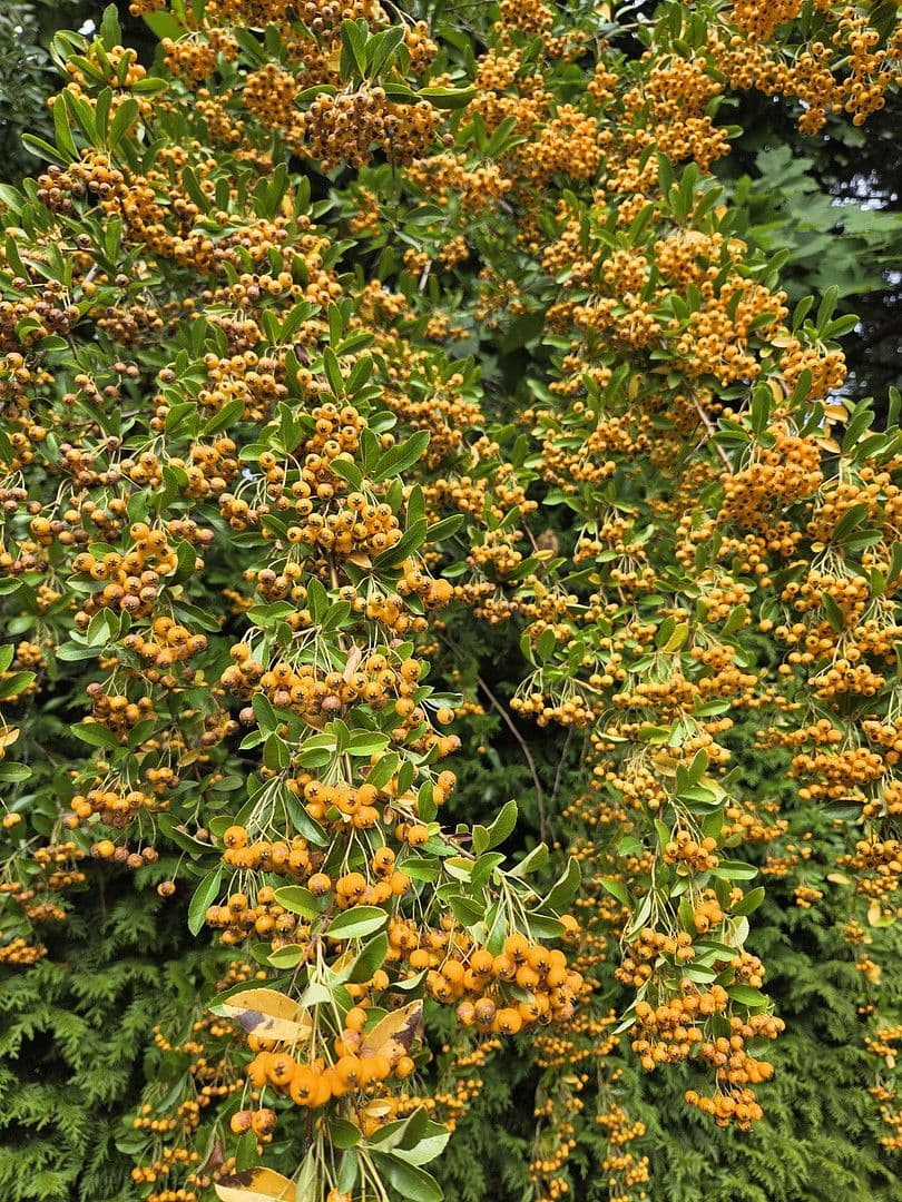 house for sale, 273 m², August-Schmidt-Straße 6, Gladbeck, North Rhine-Westphalia house for sale, 273 m², August-Schmidt-Straße 6, Gladbeck, North Rhine-Westphalia