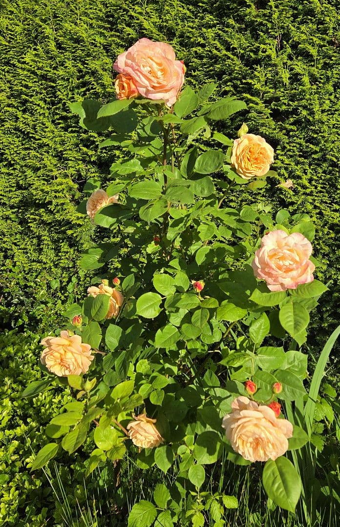 house for sale, 273 m², August-Schmidt-Straße 6, Gladbeck, North Rhine-Westphalia house for sale, 273 m², August-Schmidt-Straße 6, Gladbeck, North Rhine-Westphalia