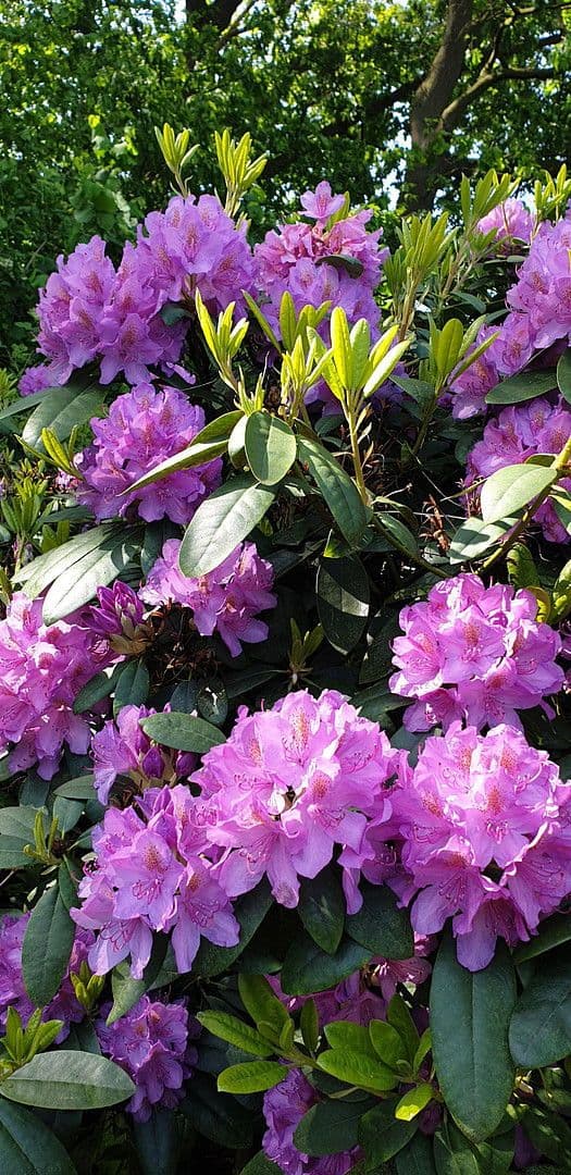 house for sale, 273 m², August-Schmidt-Straße 6, Gladbeck, North Rhine-Westphalia house for sale, 273 m², August-Schmidt-Straße 6, Gladbeck, North Rhine-Westphalia