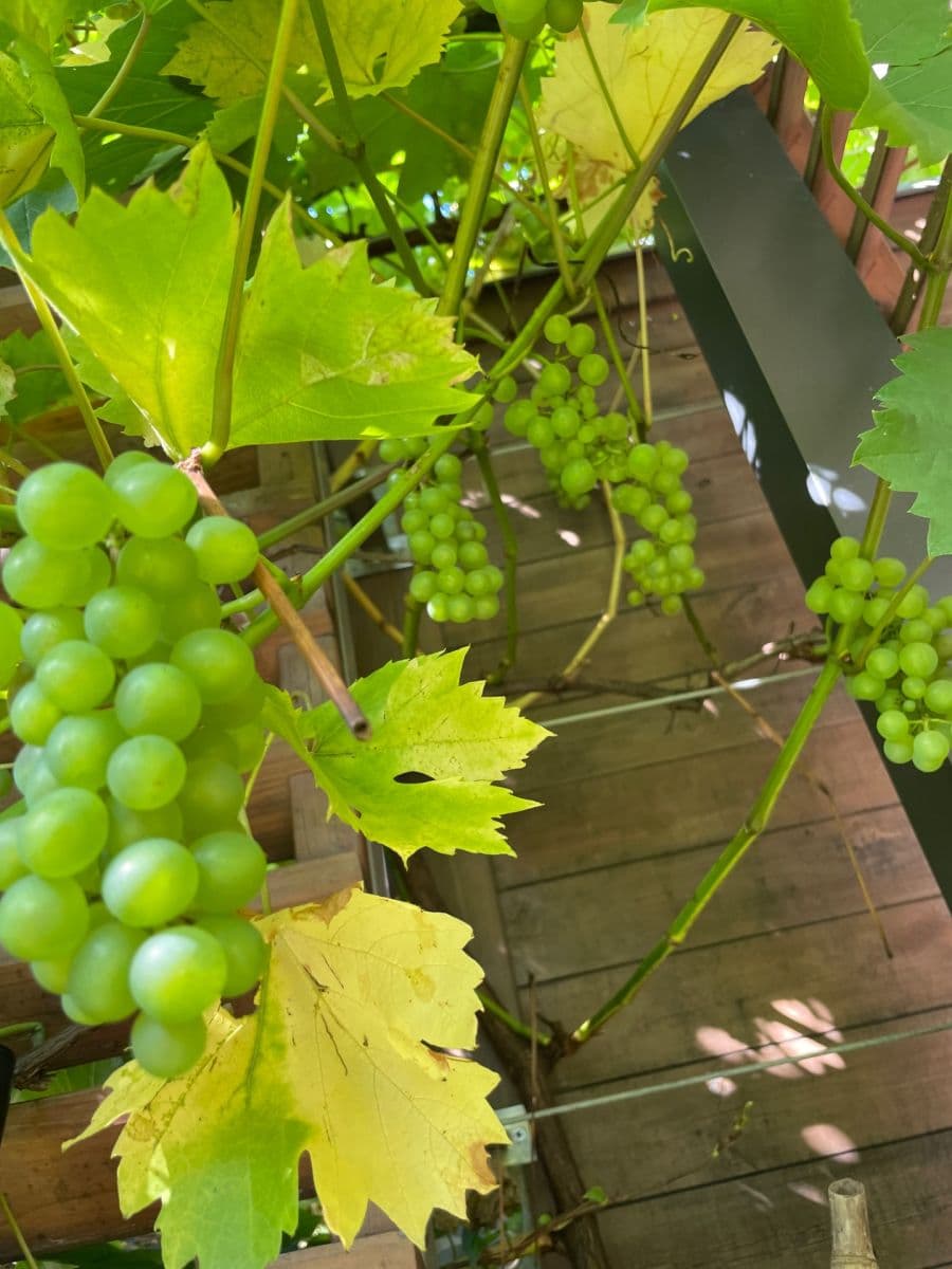 house to rent, 100 m², Lukavského, Prague, Prague house to rent, 100 m², Lukavského, Prague, Prague