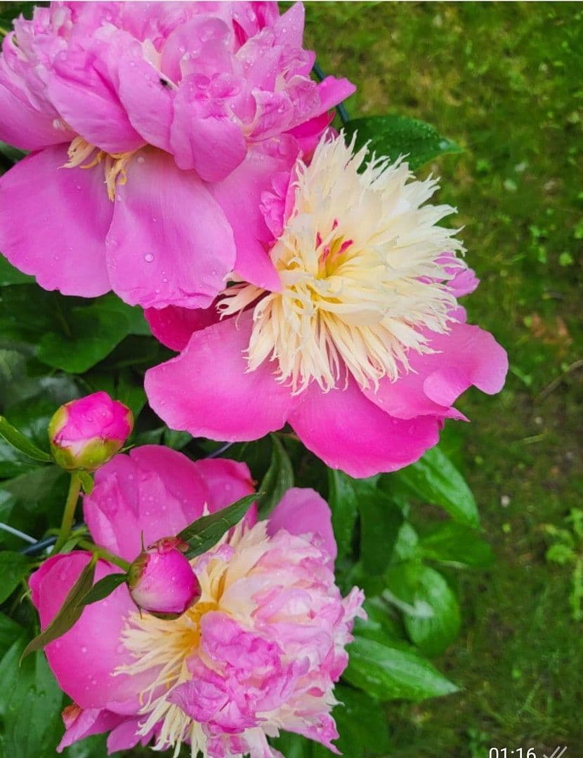 4 bedroom flat to rent, 90 m², München, Bavaria 4 bedroom flat to rent, 90 m², München, Bavaria