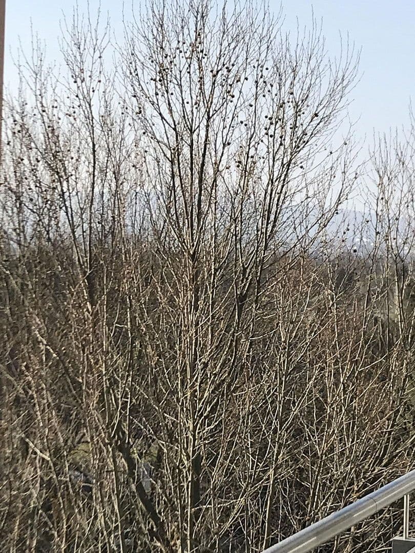 3 bedroom flat to rent, 82 m², Sigmund-Freud-Straße 76, Frankfurt, Hesse 3 bedroom flat to rent, 82 m², Sigmund-Freud-Straße 76, Frankfurt, Hesse