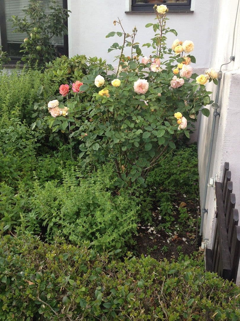 1 bedroom flat to rent, 25 m², Braunschweig, Lower Saxony 1 bedroom flat to rent, 25 m², Braunschweig, Lower Saxony