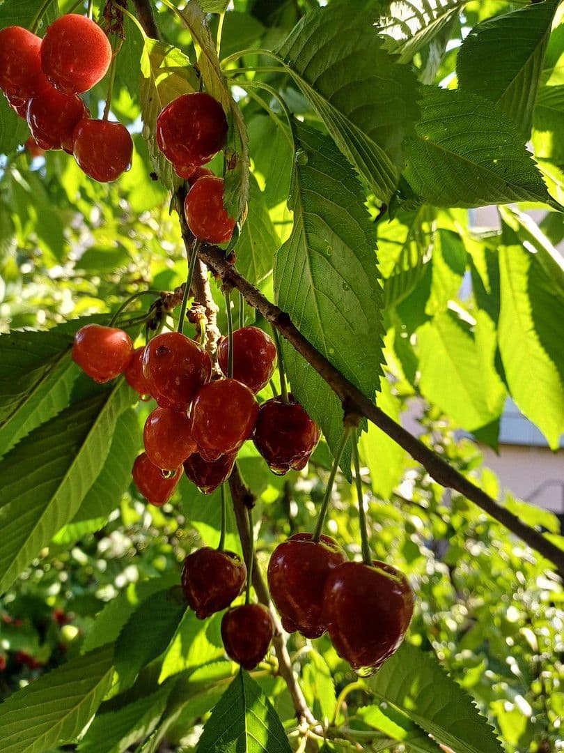 house for sale, 114 m², Kaiserslautern Erfenbach, Rhineland-Palatinate house for sale, 114 m², Kaiserslautern Erfenbach, Rhineland-Palatinate