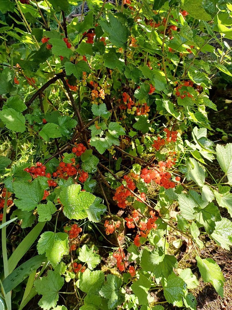 house for sale, 114 m², Kaiserslautern Erfenbach, Rhineland-Palatinate house for sale, 114 m², Kaiserslautern Erfenbach, Rhineland-Palatinate