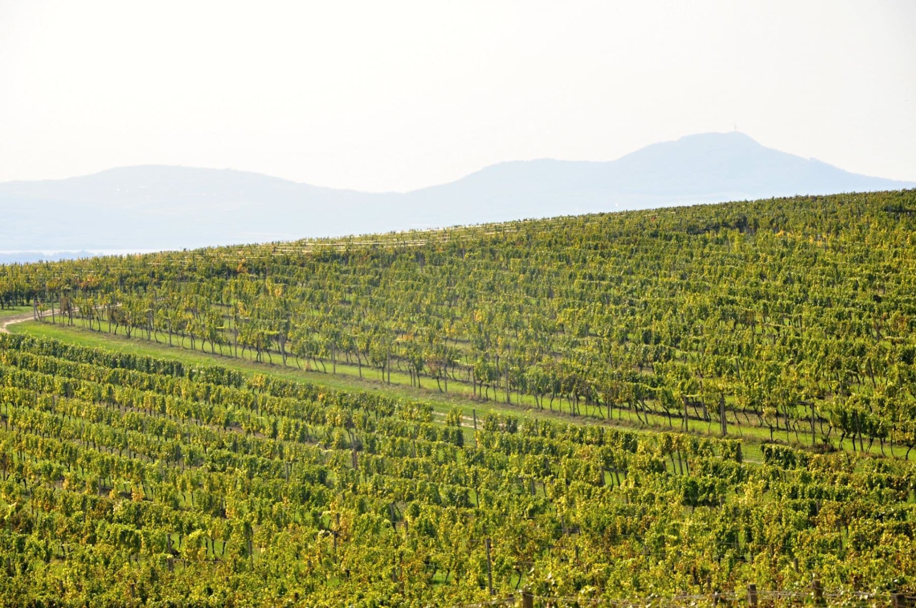 plot for sale, 2,219 m², Němčičky, Jihomoravský Region plot for sale, 2,219 m², Němčičky, Jihomoravský Region