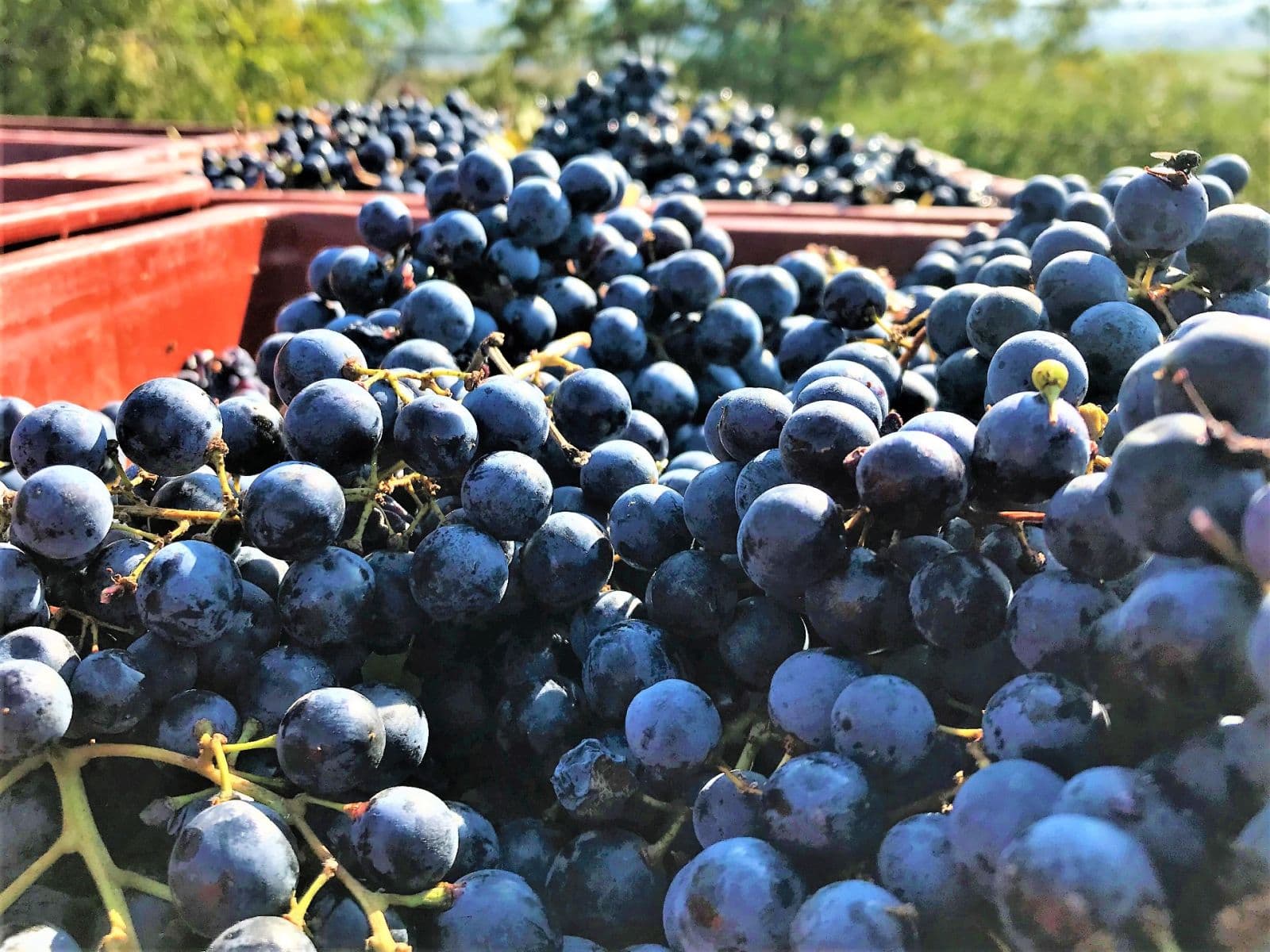 plot for sale, 2,219 m², Němčičky, Jihomoravský Region plot for sale, 2,219 m², Němčičky, Jihomoravský Region