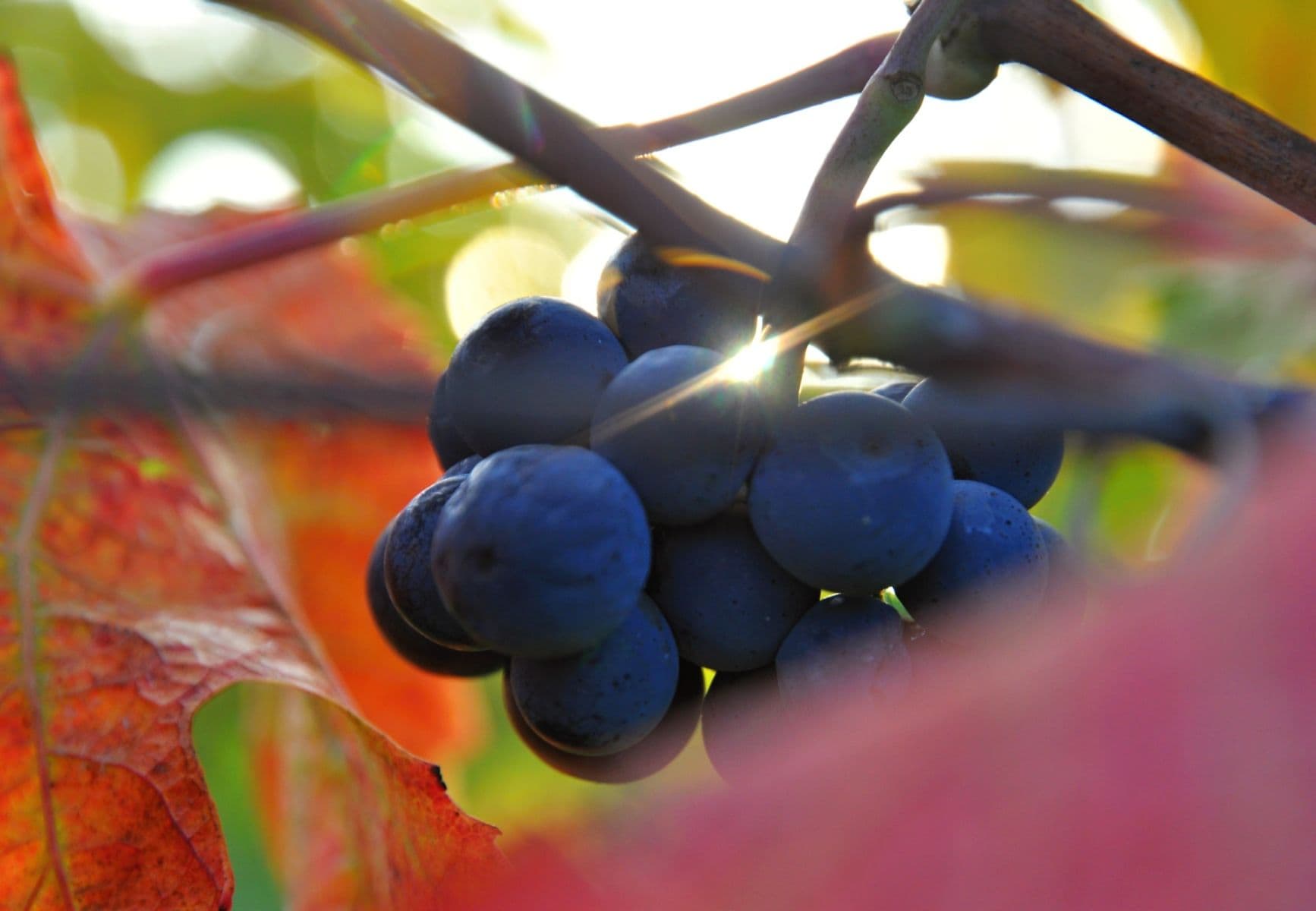 plot for sale, 2,219 m², Němčičky, Jihomoravský Region plot for sale, 2,219 m², Němčičky, Jihomoravský Region