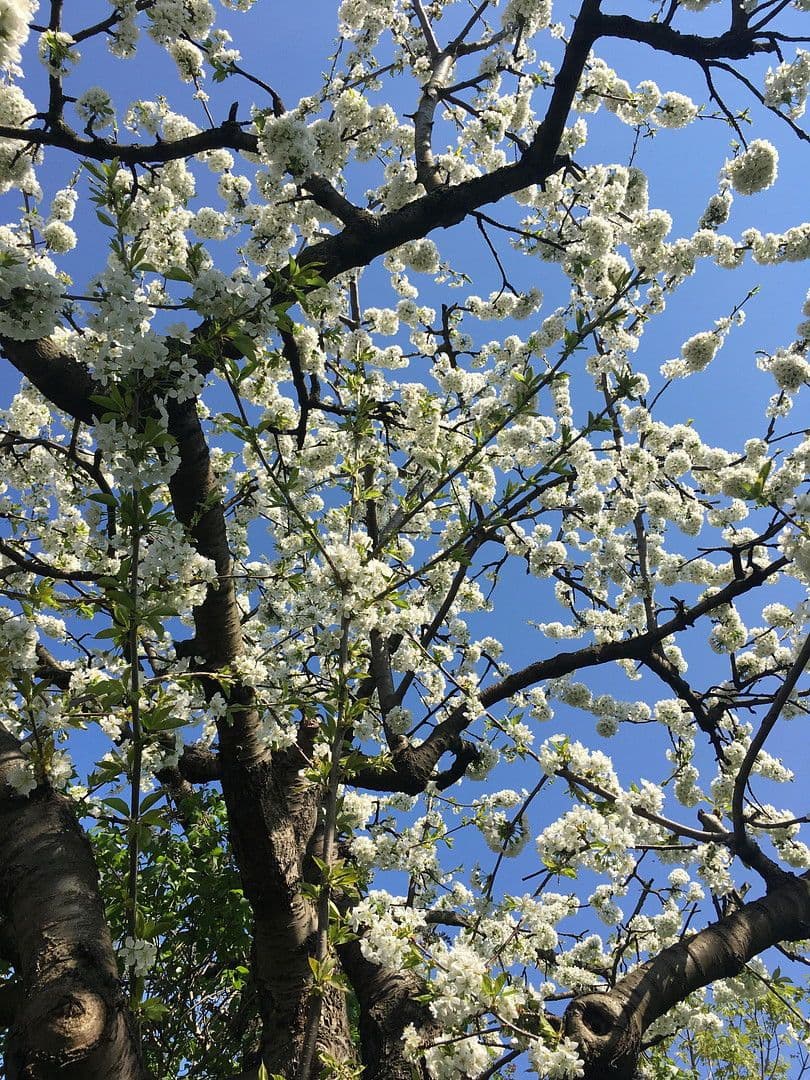 house for sale, 126 m², Berlin, Berlin house for sale, 126 m², Berlin, Berlin