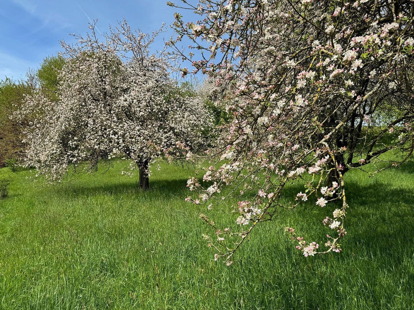 house for sale, 818 m², Leutkirch im Allgäu, Baden-Württemberg house for sale, 818 m², Leutkirch im Allgäu, Baden-Württemberg