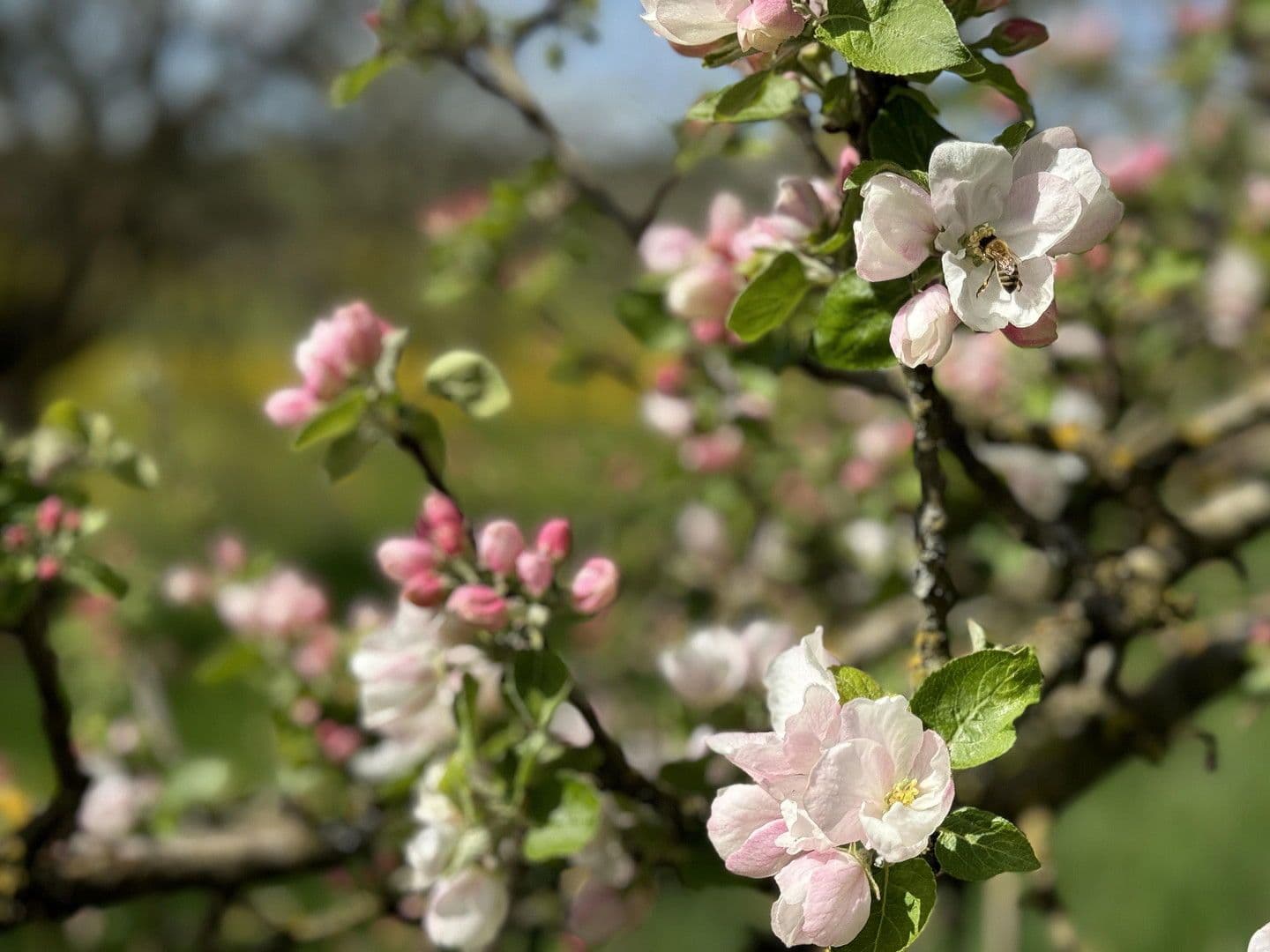 house for sale, 818 m², Leutkirch im Allgäu, Baden-Württemberg house for sale, 818 m², Leutkirch im Allgäu, Baden-Württemberg