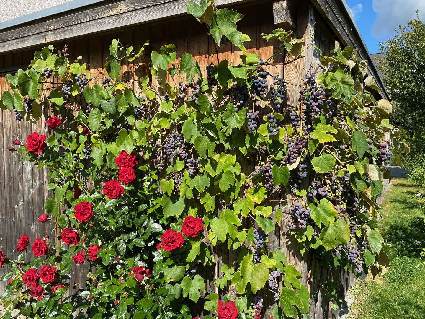 house for sale, 146 m², Emmi-Ruben-Weg 19F, Hamburg, Hamburg house for sale, 146 m², Emmi-Ruben-Weg 19F, Hamburg, Hamburg