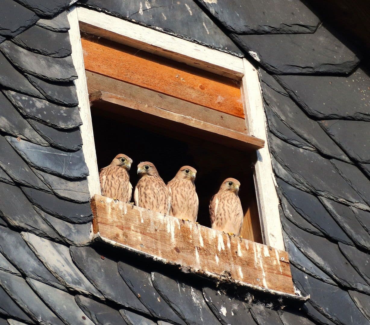 house for sale, 358 m², Gerinneweg 13, Ludwigsstadt, Bavaria house for sale, 358 m², Gerinneweg 13, Ludwigsstadt, Bavaria