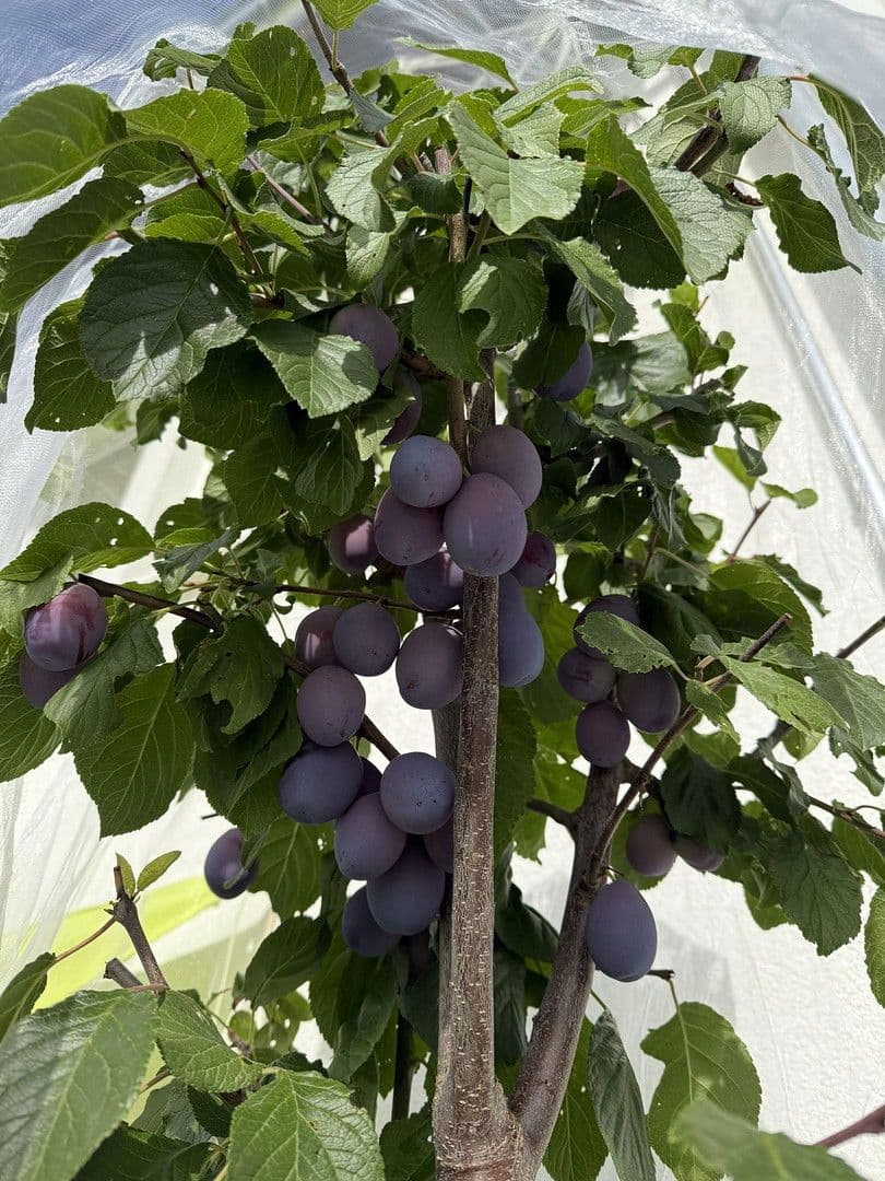 house for sale, 209 m², Lenzkirch, Baden-Württemberg house for sale, 209 m², Lenzkirch, Baden-Württemberg