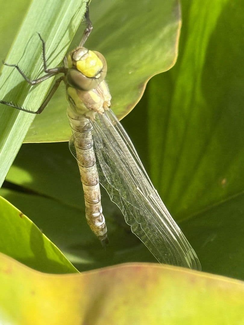 house for sale, 209 m², Lenzkirch, Baden-Württemberg house for sale, 209 m², Lenzkirch, Baden-Württemberg