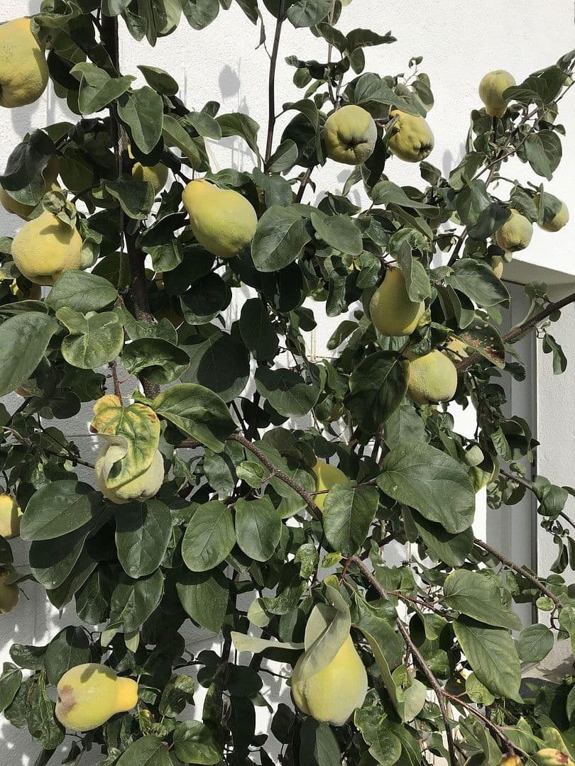 house for sale, 209 m², Lenzkirch, Baden-Württemberg house for sale, 209 m², Lenzkirch, Baden-Württemberg