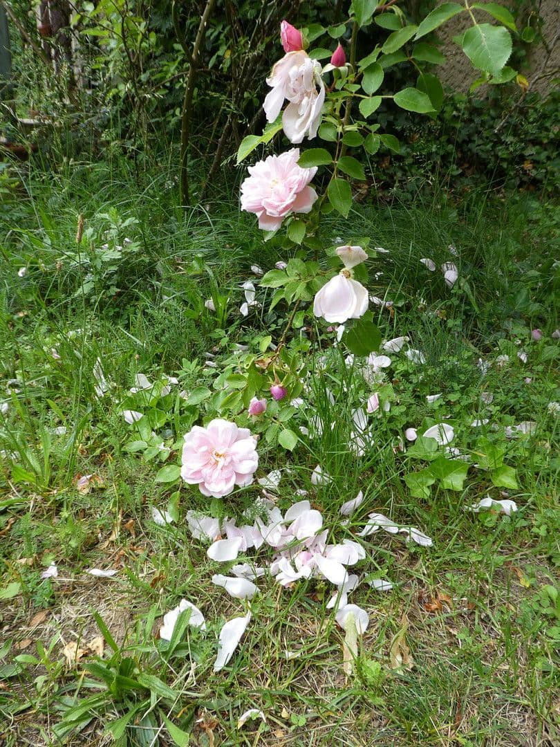 house for sale, 400 m², Templin, Brandenburg house for sale, 400 m², Templin, Brandenburg