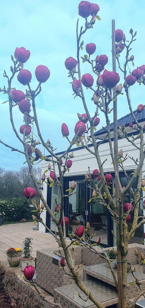 house for sale, 267 m², Moers, North Rhine-Westphalia house for sale, 267 m², Moers, North Rhine-Westphalia