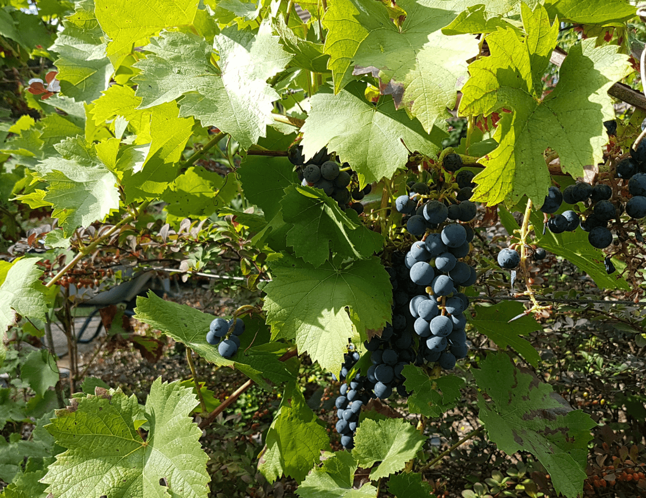 house for sale, 368 m², Neuendorf 1, Oderberg, Brandenburg house for sale, 368 m², Neuendorf 1, Oderberg, Brandenburg