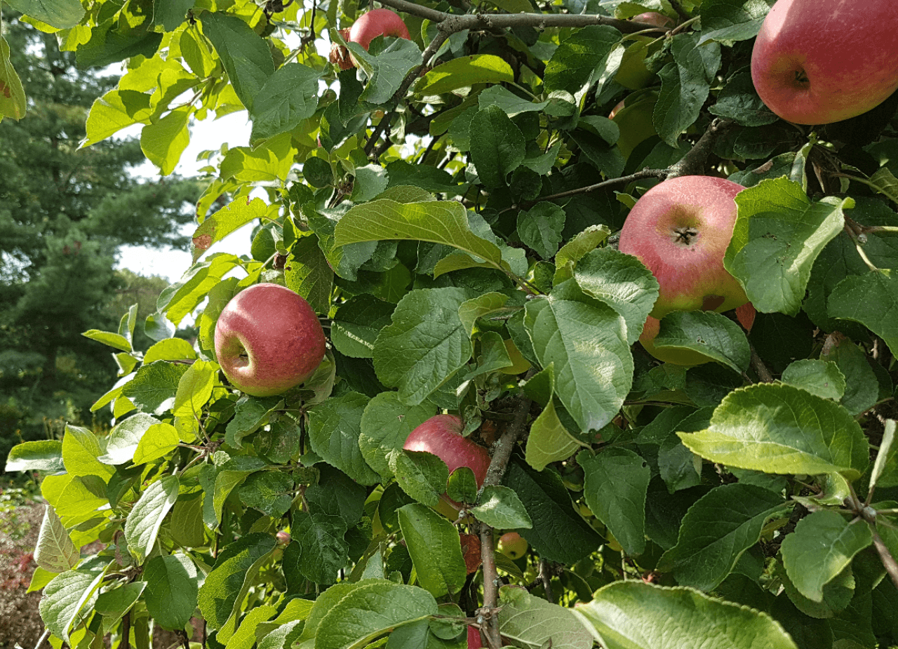 house for sale, 368 m², Neuendorf 1, Oderberg, Brandenburg house for sale, 368 m², Neuendorf 1, Oderberg, Brandenburg