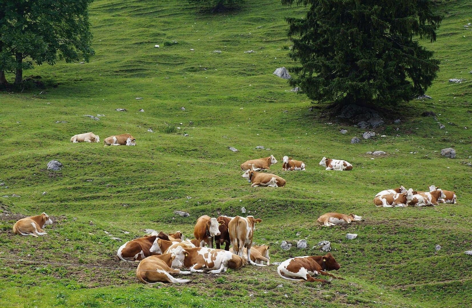 non-residential property for sale, 935 m², Wuhrstein 17, Schleching, Bavaria non-residential property for sale, 935 m², Wuhrstein 17, Schleching, Bavaria