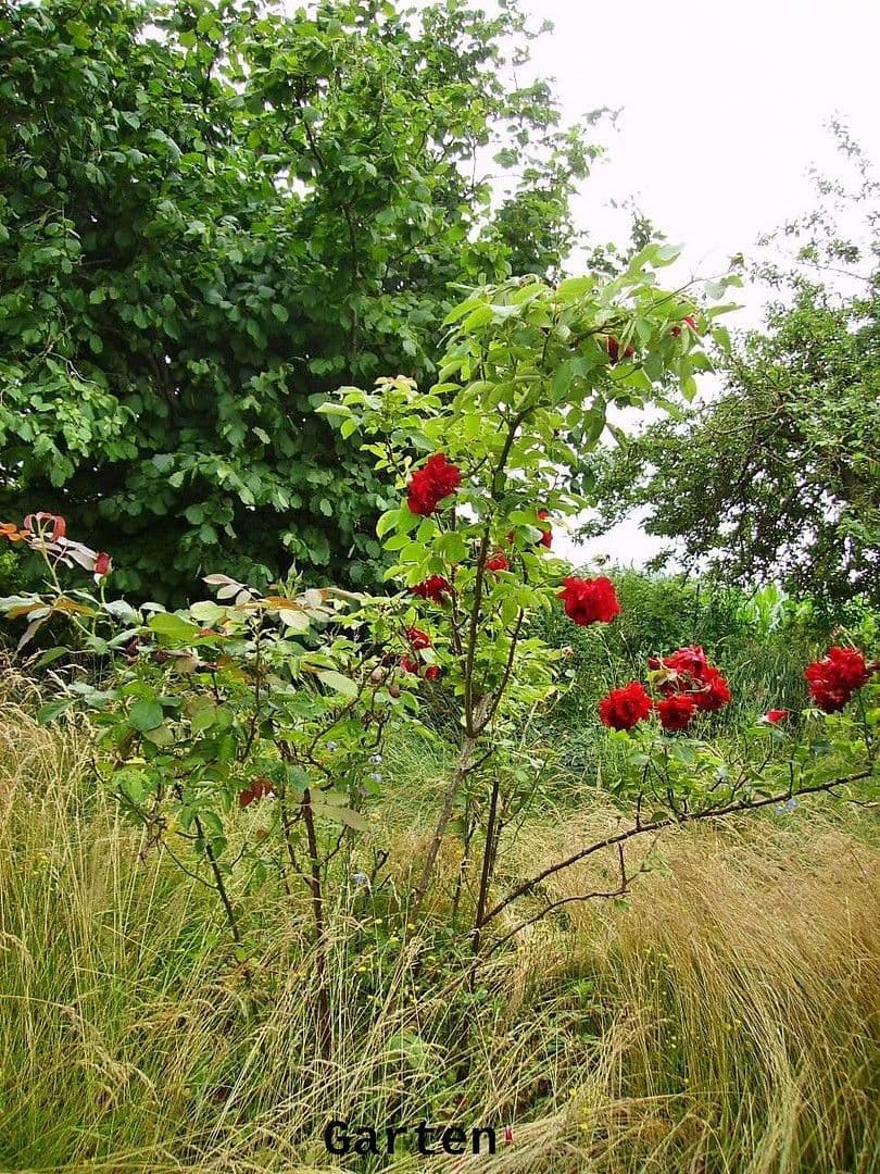 2 bedroom flat to rent, 58 m², Görke 32, Postlow, Mecklenburg-Vorpommern 2 bedroom flat to rent, 58 m², Görke 32, Postlow, Mecklenburg-Vorpommern