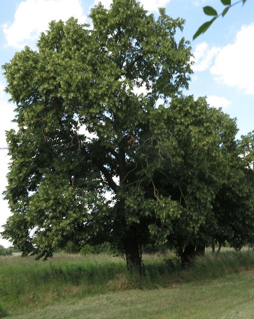 house for sale, 1,200 m², Ivenack, Mecklenburg-Vorpommern house for sale, 1,200 m², Ivenack, Mecklenburg-Vorpommern