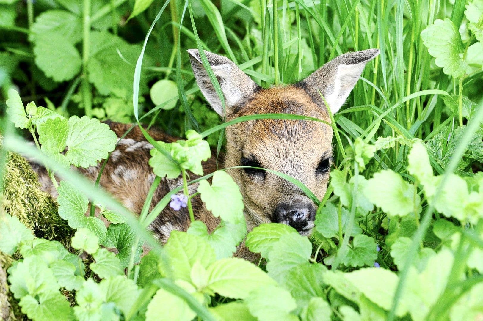 house for sale, 217 m², Langenzenn, Bavaria house for sale, 217 m², Langenzenn, Bavaria