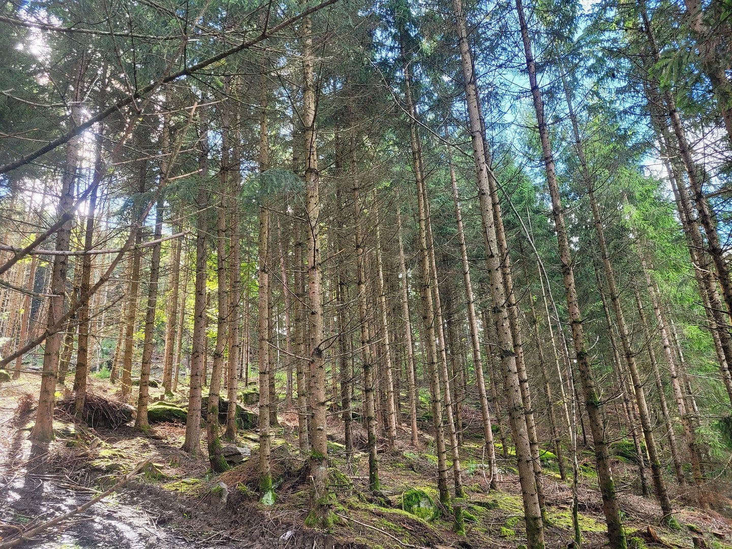 plot for sale, 82,935 m², Pöggstall, Lower Austria plot for sale, 82,935 m², Pöggstall, Lower Austria