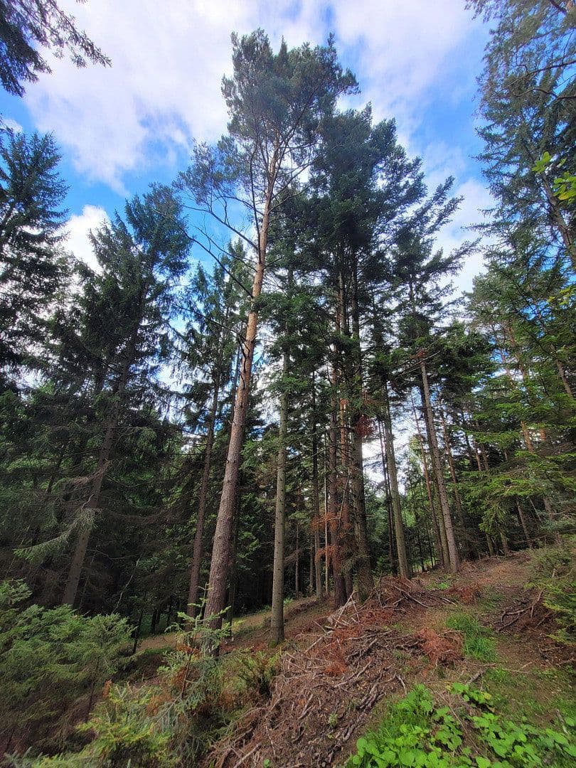 plot for sale, 82,935 m², Pöggstall, Lower Austria plot for sale, 82,935 m², Pöggstall, Lower Austria