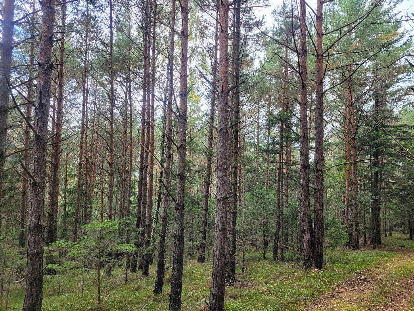 plot for sale, 82,935 m², Pöggstall, Lower Austria plot for sale, 82,935 m², Pöggstall, Lower Austria