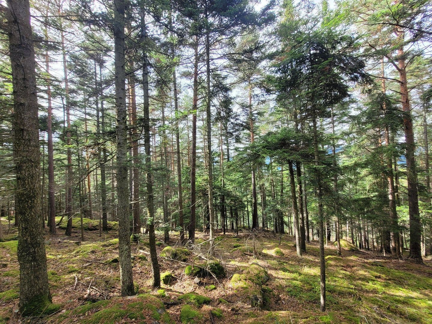 plot for sale, 82,935 m², Pöggstall, Lower Austria plot for sale, 82,935 m², Pöggstall, Lower Austria