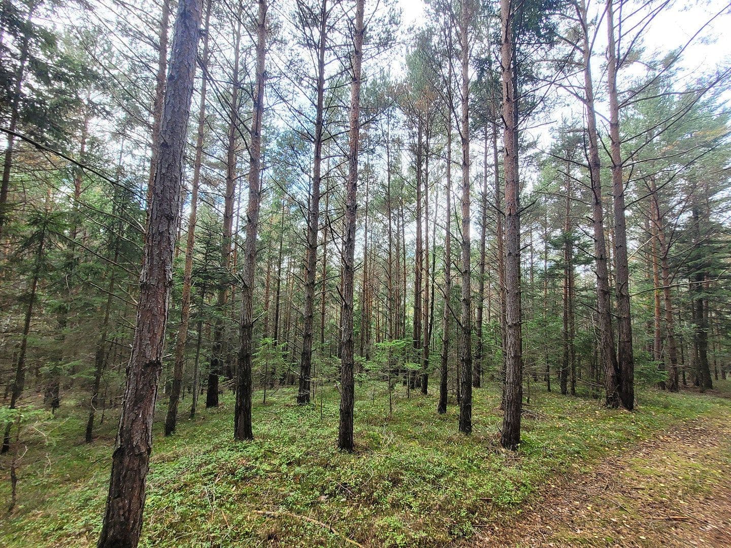 plot for sale, 82,935 m², Pöggstall, Lower Austria plot for sale, 82,935 m², Pöggstall, Lower Austria