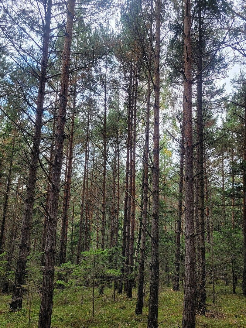 plot for sale, 82,935 m², Pöggstall, Lower Austria plot for sale, 82,935 m², Pöggstall, Lower Austria