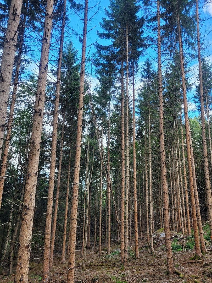 plot for sale, 82,935 m², Pöggstall, Lower Austria plot for sale, 82,935 m², Pöggstall, Lower Austria