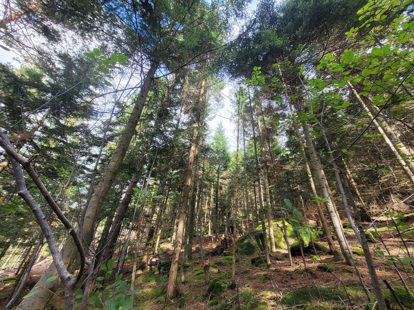 plot for sale, 82,935 m², Pöggstall, Lower Austria plot for sale, 82,935 m², Pöggstall, Lower Austria