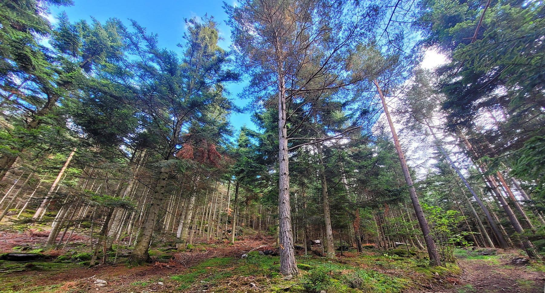 plot for sale, 82,935 m², Pöggstall, Lower Austria plot for sale, 82,935 m², Pöggstall, Lower Austria