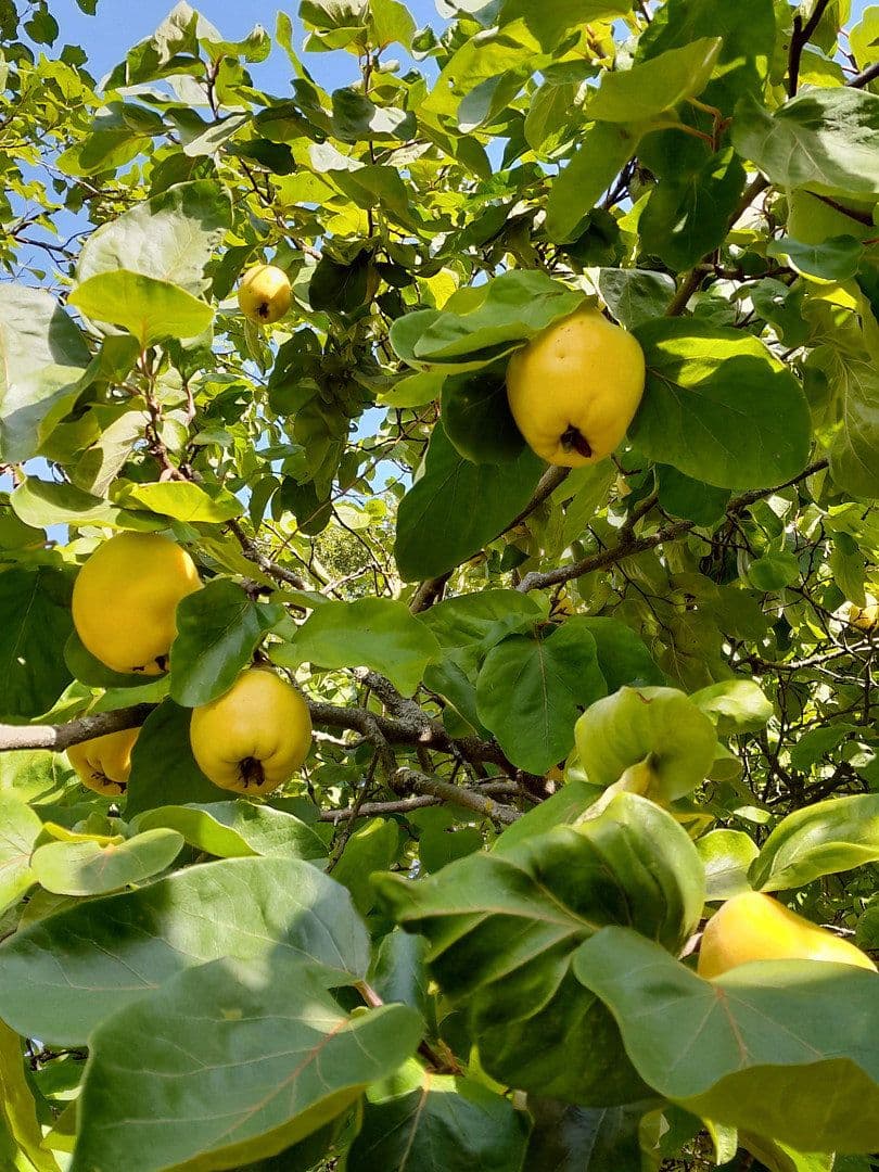 house for sale, 700 m², Tosterglope, Lower Saxony house for sale, 700 m², Tosterglope, Lower Saxony