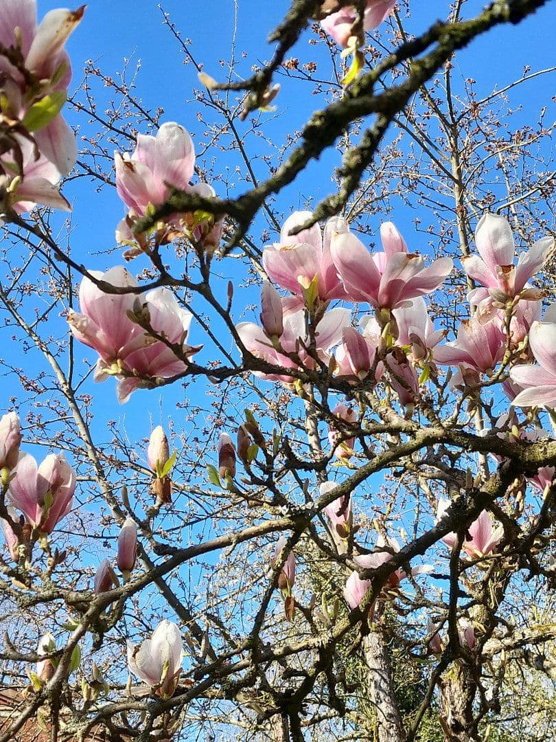 house for sale, 700 m², Tosterglope, Lower Saxony house for sale, 700 m², Tosterglope, Lower Saxony