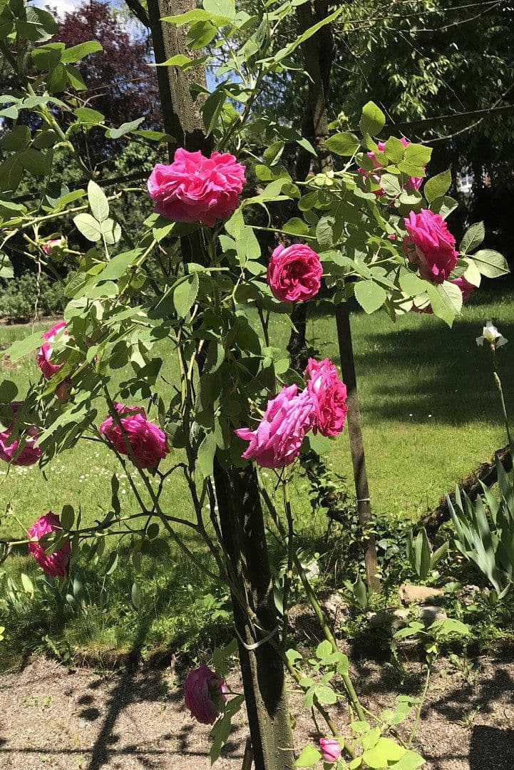 house for sale, 300 m², Lauchringen, Baden-Württemberg house for sale, 300 m², Lauchringen, Baden-Württemberg