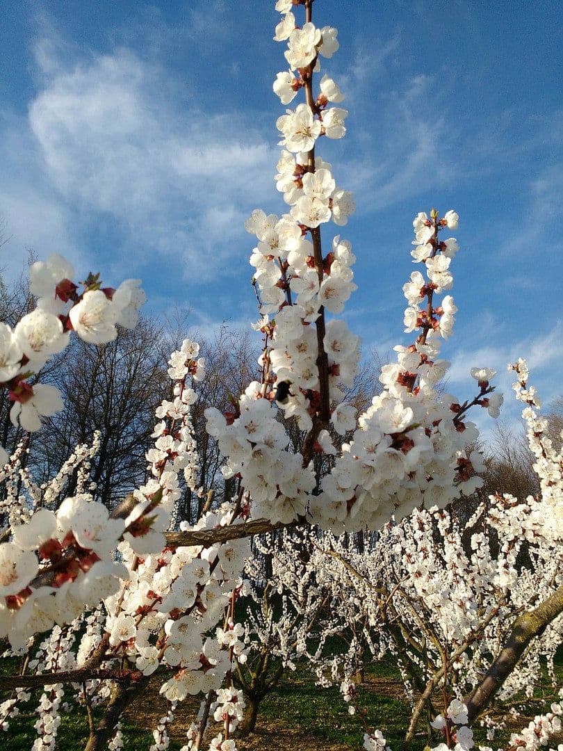 plot for sale, 5,300 m², KG Pömling, Emmersdorf, Lower Austria plot for sale, 5,300 m², KG Pömling, Emmersdorf, Lower Austria