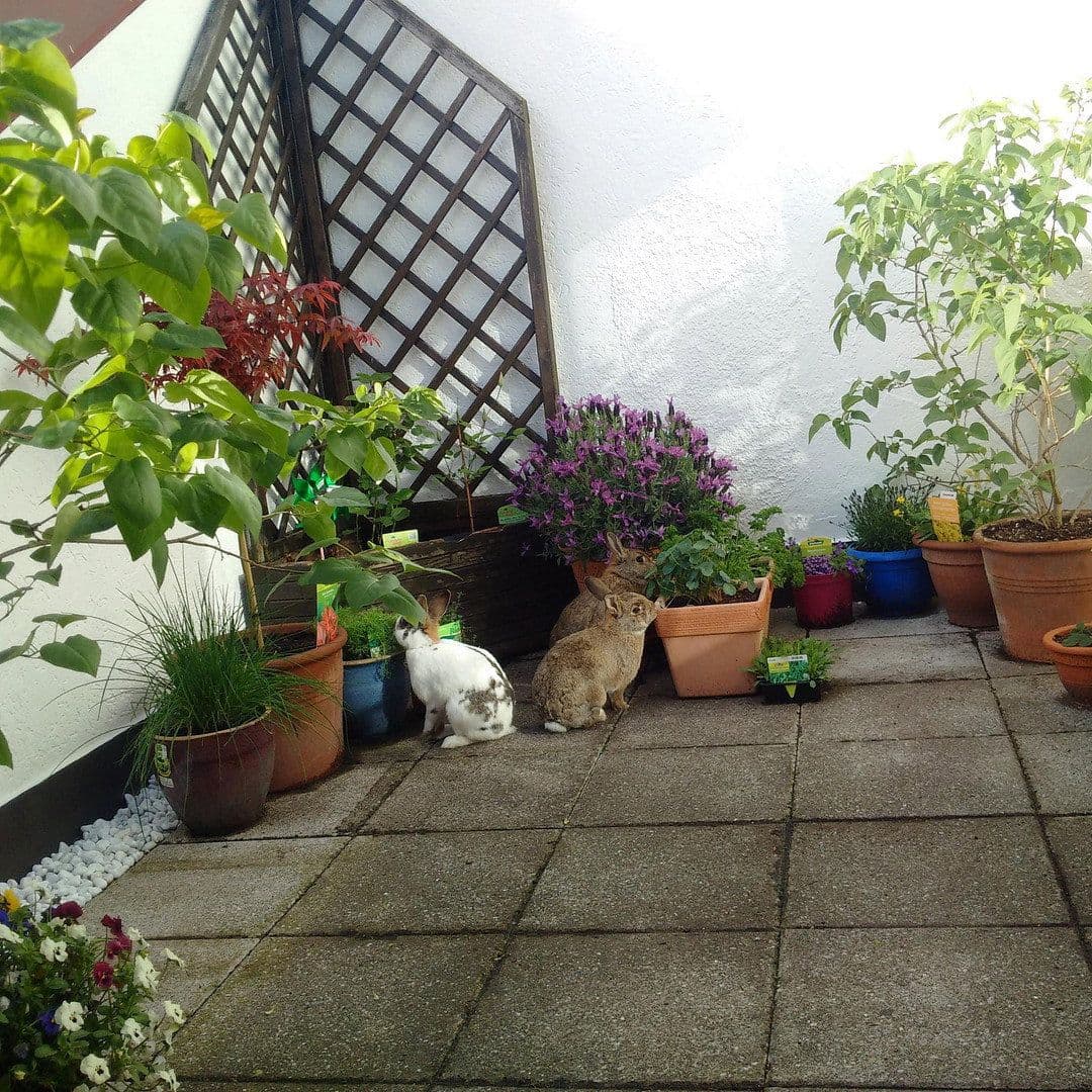 2 bedroom flat to rent, 96 m², Göggingerstr 31, Augsburg, Bavaria 2 bedroom flat to rent, 96 m², Göggingerstr 31, Augsburg, Bavaria