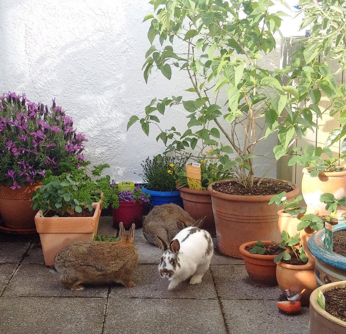 2 bedroom flat to rent, 96 m², Göggingerstr 31, Augsburg, Bavaria 2 bedroom flat to rent, 96 m², Göggingerstr 31, Augsburg, Bavaria