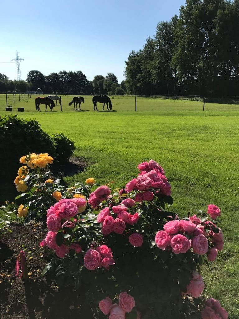 1 bedroom flat to rent, 37 m², Neulehe, Lower Saxony 1 bedroom flat to rent, 37 m², Neulehe, Lower Saxony