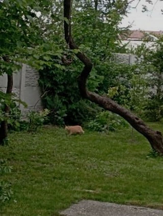 plot for sale, 431 m², Centrálna, Miloslavov, Bratislavský Region plot for sale, 431 m², Centrálna, Miloslavov, Bratislavský Region